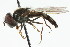  ( - CNC DIPTERA 72517)  @11 [ ] CreativeCommons - Attribution (2011) CNC/CBG Photography Group Centre for Biodiversity Genomics