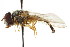  ( - CNC DIPTERA 72991)  @11 [ ] CreativeCommons - Attribution (2011) CNC/CBG Photography Group Centre for Biodiversity Genomics