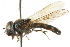  ( - CNC DIPTERA 73029)  @13 [ ] CreativeCommons - Attribution (2011) CNC/CBG Photography Group Centre for Biodiversity Genomics