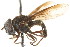  ( - CNC DIPTERA 73060)  @14 [ ] CreativeCommons - Attribution (2011) CNC/CBG Photography Group Centre for Biodiversity Genomics