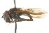  ( - CNC DIPTERA 73061)  @11 [ ] CreativeCommons - Attribution (2011) CNC/CBG Photography Group Centre for Biodiversity Genomics