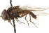  ( - CNC DIPTERA 73062)  @14 [ ] CreativeCommons - Attribution (2011) CNC/CBG Photography Group Centre for Biodiversity Genomics