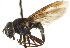  ( - CNC DIPTERA 73063)  @14 [ ] CreativeCommons - Attribution (2011) CNC/CBG Photography Group Centre for Biodiversity Genomics