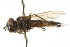  ( - CNC DIPTERA 73070)  @12 [ ] CreativeCommons - Attribution (2011) CNC/CBG Photography Group Centre for Biodiversity Genomics