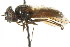  ( - CNC DIPTERA 73075)  @11 [ ] CreativeCommons - Attribution (2011) CNC/CBG Photography Group Centre for Biodiversity Genomics