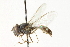  ( - CNC DIPTERA 73088)  @14 [ ] CreativeCommons - Attribution (2011) CNC/CBG Photography Group Centre for Biodiversity Genomics