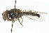  ( - CNC DIPTERA 73090)  @11 [ ] CreativeCommons - Attribution (2011) CNC/CBG Photography Group Centre for Biodiversity Genomics