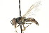  ( - CNC DIPTERA 73103)  @11 [ ] CreativeCommons - Attribution (2011) CNC/CBG Photography Group Centre for Biodiversity Genomics