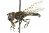  ( - CNC DIPTERA 73166)  @14 [ ] CreativeCommons - Attribution (2011) CNC/CBG Photography Group Centre for Biodiversity Genomics