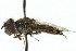  ( - CNC DIPTERA 73169)  @13 [ ] CreativeCommons - Attribution (2011) CNC/CBG Photography Group Centre for Biodiversity Genomics