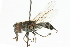  ( - CNC DIPTERA 73171)  @11 [ ] CreativeCommons - Attribution (2011) CNC/CBG Photography Group Centre for Biodiversity Genomics