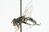  ( - CNC DIPTERA 73174)  @13 [ ] CreativeCommons - Attribution (2011) CNC/CBG Photography Group Centre for Biodiversity Genomics