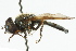  ( - CNC DIPTERA 73515)  @14 [ ] CreativeCommons - Attribution (2011) CNC/CBG Photography Group Centre for Biodiversity Genomics