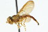  ( - CNC DIPTERA 75968)  @13 [ ] CreativeCommons - Attribution (2011) CNC/CBG Photography Group Centre for Biodiversity Genomics