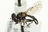  (Trichopsomyia banksi - CNC DIPTERA 9812)  @13 [ ] CreativeCommons - Attribution (2011) CNC/CBG Photography Group Centre for Biodiversity Genomics