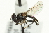  ( - CNC DIPTERA 9812)  @13 [ ] CreativeCommons - Attribution (2011) CNC/CBG Photography Group Centre for Biodiversity Genomics