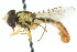  (Sphaerophoria nr. philanthus - JK00879)  @13 [ ] CreativeCommons - Attribution (2011) CNC/CBG Photography Group Centre for Biodiversity Genomics