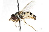  (Ischiodon aegyptius - CNC DIPTERA 105612)  @14 [ ] CreativeCommons - Attribution (2011) CNC/CBG Photography Group Centre for Biodiversity Genomics