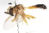  ( - CNC DIPTERA 105642)  @11 [ ] CreativeCommons - Attribution (2011) CNC/CBG Photography Group Centre for Biodiversity Genomics