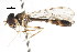  ( - CNC DIPTERA 105643)  @11 [ ] CreativeCommons - Attribution (2011) CNC/CBG Photography Group Centre for Biodiversity Genomics