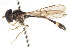  ( - CNC DIPTERA 105646)  @11 [ ] CreativeCommons - Attribution (2011) CNC/CBG Photography Group Centre for Biodiversity Genomics