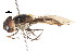  ( - CNC DIPTERA 105730)  @13 [ ] CreativeCommons - Attribution (2011) CNC/CBG Photography Group Centre for Biodiversity Genomics