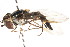  ( - CNC DIPTERA 105732)  @11 [ ] CreativeCommons - Attribution (2011) CNC/CBG Photography Group Centre for Biodiversity Genomics