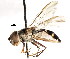  ( - CNC DIPTERA 105734)  @14 [ ] CreativeCommons - Attribution (2011) CNC/CBG Photography Group Centre for Biodiversity Genomics