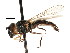  ( - CNC DIPTERA 105824)  @11 [ ] CreativeCommons - Attribution (2011) CNC/CBG Photography Group Centre for Biodiversity Genomics