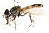  ( - CNC DIPTERA 105826)  @11 [ ] CreativeCommons - Attribution (2011) CNC/CBG Photography Group Centre for Biodiversity Genomics