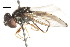  ( - CNC DIPTERA 105840)  @13 [ ] CreativeCommons - Attribution (2011) CNC/CBG Photography Group Centre for Biodiversity Genomics