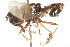  ( - CNC DIPTERA 105853)  @12 [ ] CreativeCommons - Attribution (2011) CNC/CBG Photography Group Centre for Biodiversity Genomics