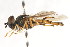  ( - CNC DIPTERA 105859)  @14 [ ] CreativeCommons - Attribution (2011) CNC/CBG Photography Group Centre for Biodiversity Genomics