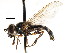  ( - CNC DIPTERA 105867)  @13 [ ] CreativeCommons - Attribution (2011) CNC/CBG Photography Group Centre for Biodiversity Genomics