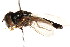  ( - CNC DIPTERA 105869)  @11 [ ] CreativeCommons - Attribution (2011) CNC/CBG Photography Group Centre for Biodiversity Genomics