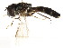  ( - CNC DIPTERA 105871)  @11 [ ] CreativeCommons - Attribution (2011) CNC/CBG Photography Group Centre for Biodiversity Genomics