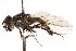  ( - CNC DIPTERA 105894)  @14 [ ] CreativeCommons - Attribution (2011) CNC/CBG Photography Group Centre for Biodiversity Genomics