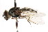  ( - CNC DIPTERA 105895)  @12 [ ] CreativeCommons - Attribution (2011) CNC/CBG Photography Group Centre for Biodiversity Genomics