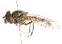  ( - CNC DIPTERA 105918)  @11 [ ] CreativeCommons - Attribution (2011) CNC/CBG Photography Group Centre for Biodiversity Genomics