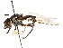  ( - CNC DIPTERA 105929)  @13 [ ] CreativeCommons - Attribution (2011) CNC/CBG Photography Group Centre for Biodiversity Genomics