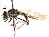  ( - CNC DIPTERA 105932)  @13 [ ] CreativeCommons - Attribution (2011) CNC/CBG Photography Group Centre for Biodiversity Genomics