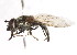  ( - CNC DIPTERA 105934)  @13 [ ] CreativeCommons - Attribution (2011) CNC/CBG Photography Group Centre for Biodiversity Genomics