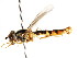  ( - CNC DIPTERA 105947)  @13 [ ] CreativeCommons - Attribution (2011) CNC/CBG Photography Group Centre for Biodiversity Genomics