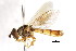  (Platycheirus normae - CNC DIPTERA 105960)  @13 [ ] CreativeCommons - Attribution (2011) CNC/CBG Photography Group Centre for Biodiversity Genomics