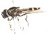  ( - CNC DIPTERA 105965)  @11 [ ] CreativeCommons - Attribution (2011) CNC/CBG Photography Group Centre for Biodiversity Genomics