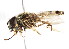  ( - CNC DIPTERA 105967)  @13 [ ] CreativeCommons - Attribution (2011) CNC/CBG Photography Group Centre for Biodiversity Genomics