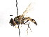  ( - CNC DIPTERA 105971)  @14 [ ] CreativeCommons - Attribution (2011) CNC/CBG Photography Group Centre for Biodiversity Genomics