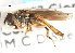  ( - CNC DIPTERA 105979)  @13 [ ] CreativeCommons - Attribution (2011) CNC/CBG Photography Group Centre for Biodiversity Genomics