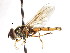  ( - CNC DIPTERA 105980)  @12 [ ] CreativeCommons - Attribution (2011) CNC/CBG Photography Group Centre for Biodiversity Genomics