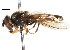  ( - CNC DIPTERA 105981)  @13 [ ] CreativeCommons - Attribution (2011) CNC/CBG Photography Group Centre for Biodiversity Genomics